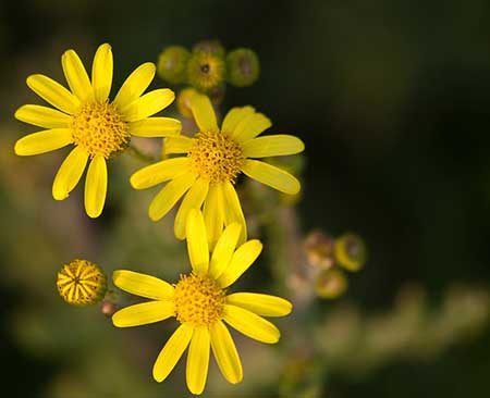 Imagens De Flores Amarelas