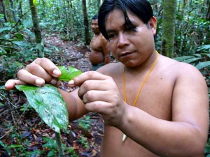 Plantas Indígenas