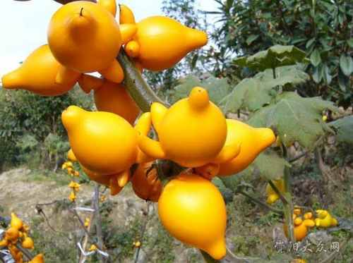 Planta Teta de Vaca