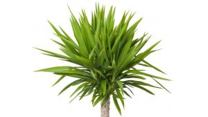 Yucca Planta