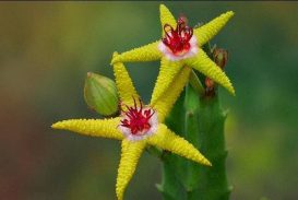 Stapelia flavopurpurea