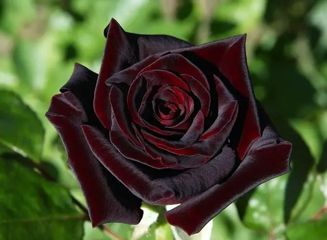 Botão de Rosa Príncipe Negra