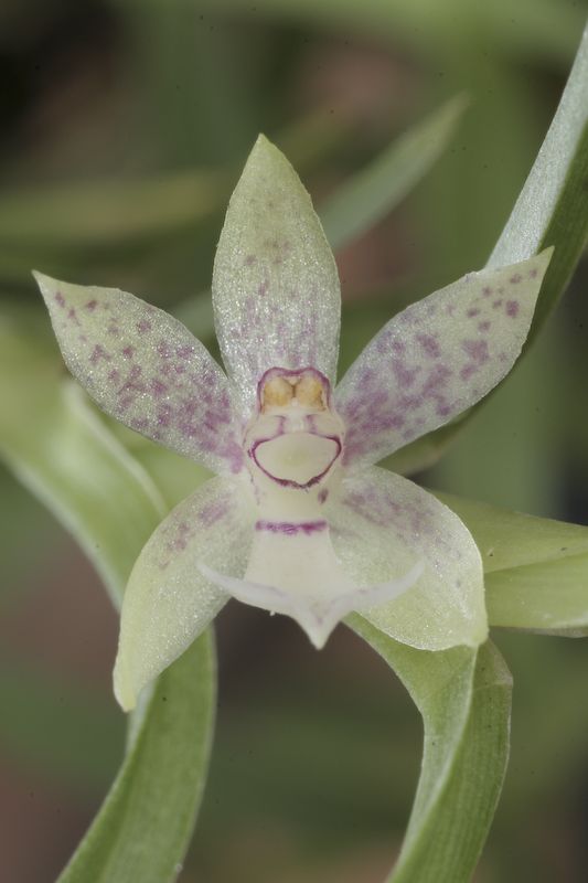 Dichaea Lidn, Orquídea Nativa do Mato Grosso