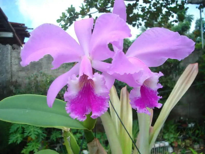 Tipos de Orquídeas Mais Comuns no Brasil | Flores - Cultura Mix