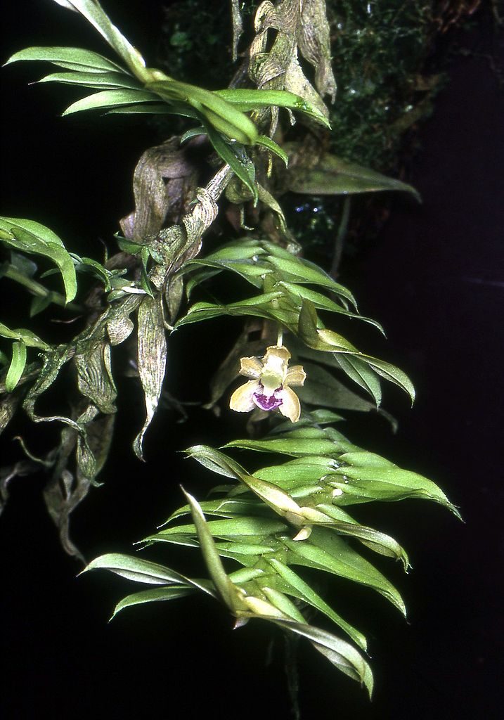 Orquídea Silvestre do Mato Grosso