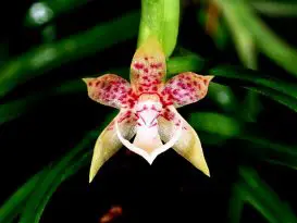 Orquídeas Nativas Do Mato Grosso (4)