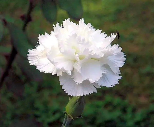 Flor de Cravo Cor Branca