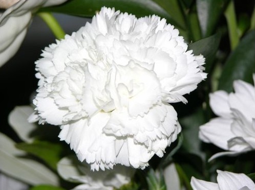 Flor Cravo Branco