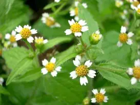 Galinsoga Parviflora, Flor Medicinal e Minúscula