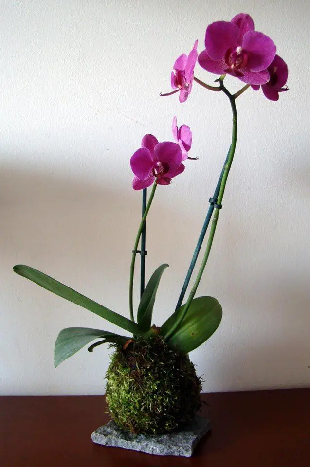 Kokedama com Orquídea Roxa