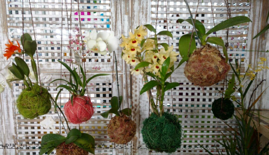 Kokedamas Feitas com Variadas Espécies de Orquídeas