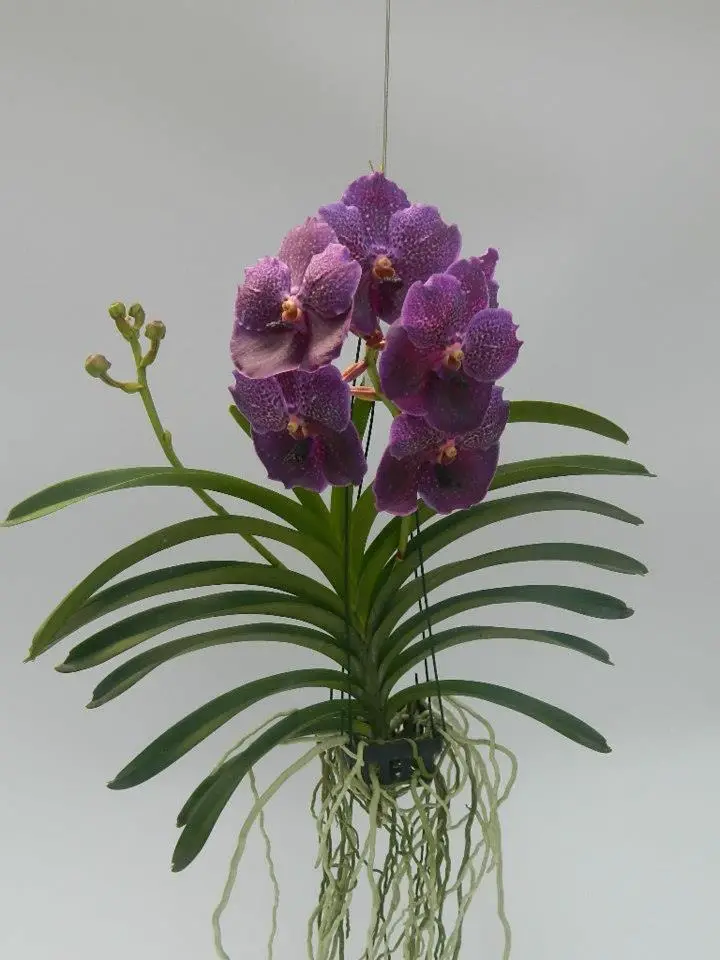 Orquídeas de Sol Pleno | Flores - Cultura Mix