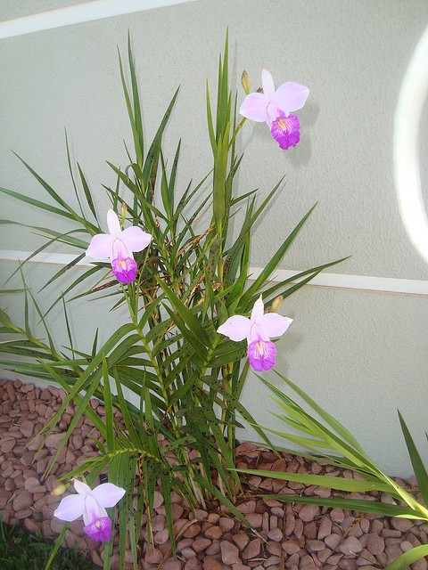 Orquídea Bambu (Arundina Bambusifolia)