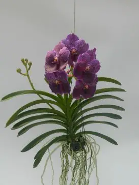 Orquídea Vanda