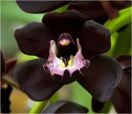 A Orquídea Negra