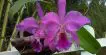 Como Cultivar Orquídea Selvagem?