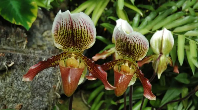Como Cultivar Orquídeas do Mato? | Flores - Cultura Mix