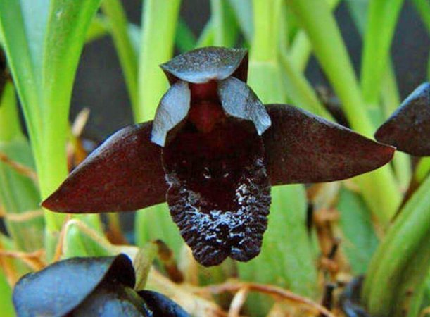Orquídea Negra - Maxillaria schunkeana