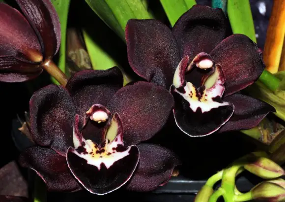 Par de Flores Orquídeas Negras