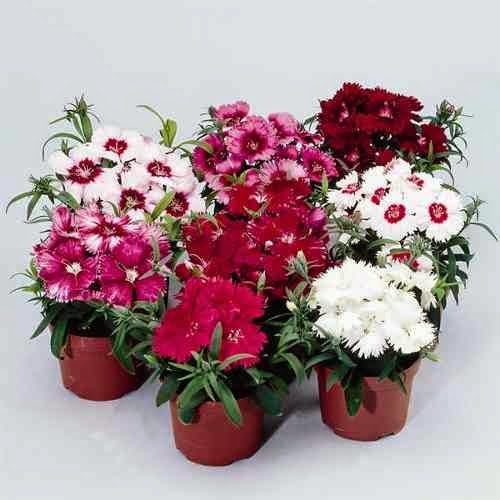 Como Plantar Cravo em Vaso | Flores - Cultura Mix