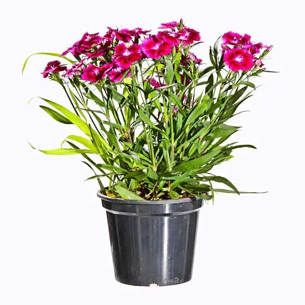 Como Plantar Cravo em Vaso | Flores - Cultura Mix