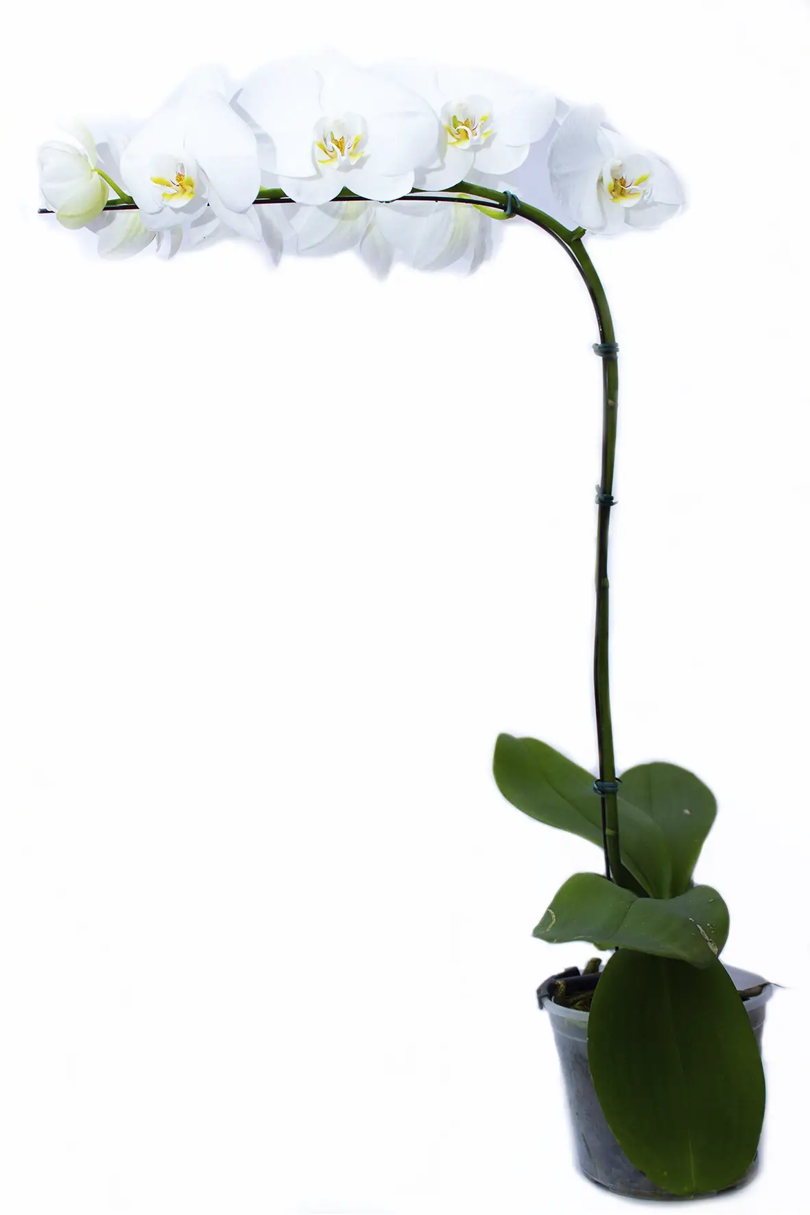 Orquídea Branca Como Cuidar | Flores - Cultura Mix