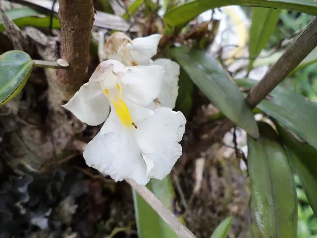 Tipos de Orquídeas do Mato | Flores - Cultura Mix