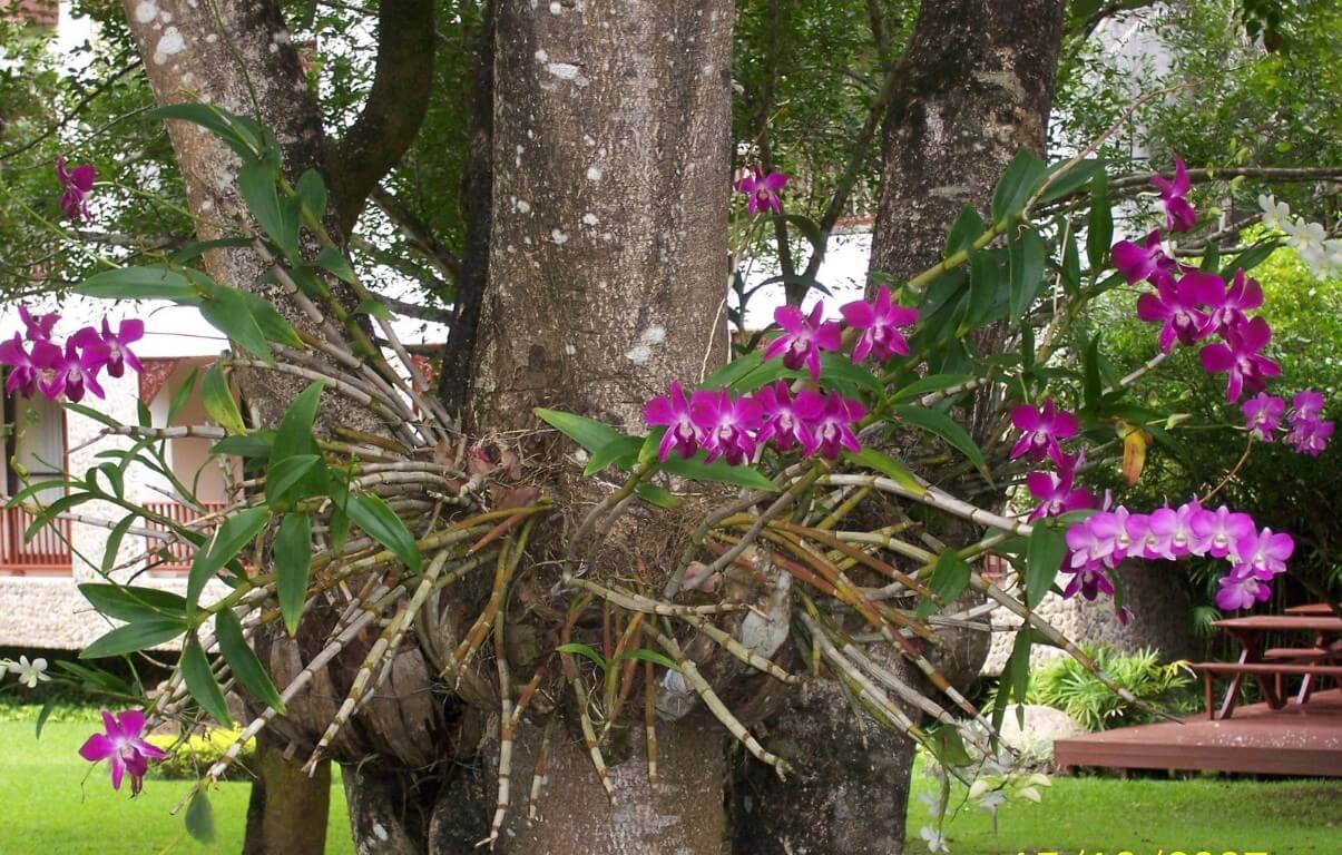 Tipos de Orquídeas do Mato | Flores - Cultura Mix