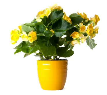 Nomes De Plantas Para Vasos Pequenos | Flores - Cultura Mix