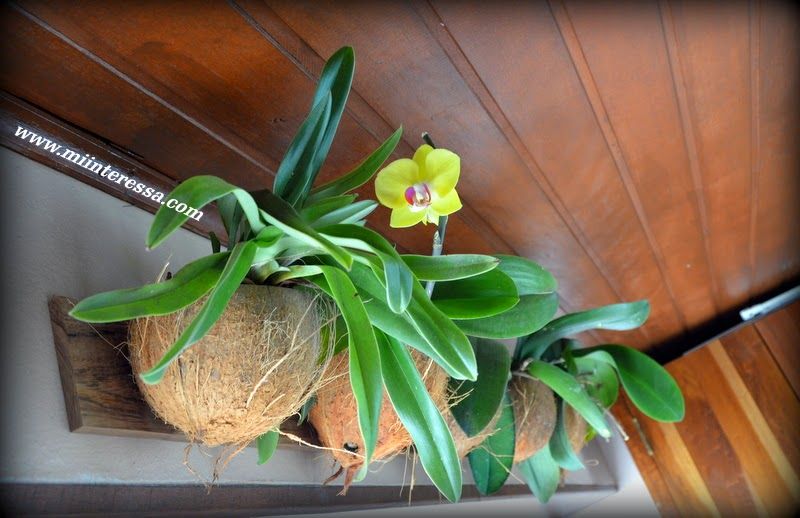 Orquídeas Plantadas Em Cascas do Coco 