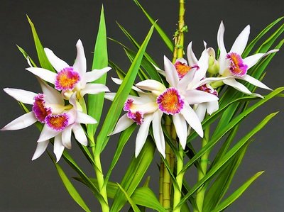 Orquídeas Significado Místico | Flores - Cultura Mix
