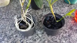 Orquídea no Carvão