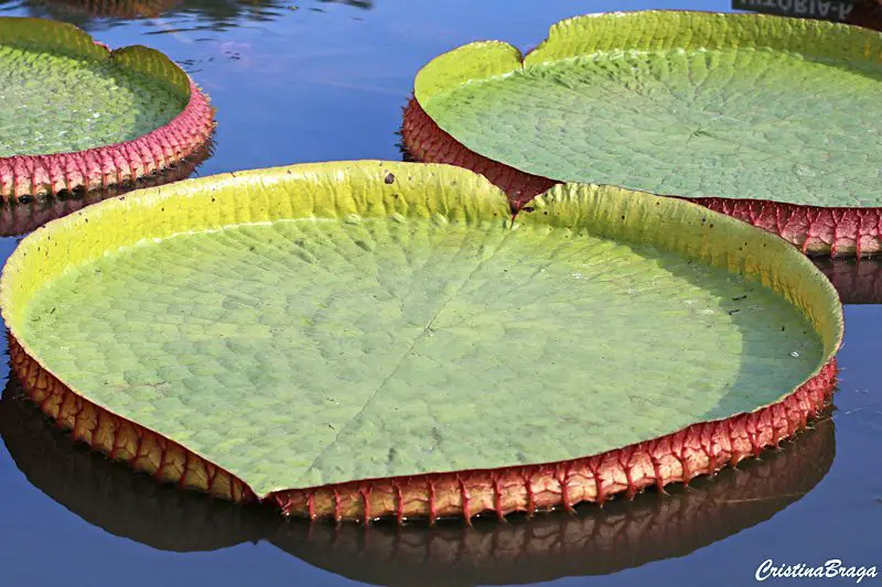 Flores Exóticas da Amazônia  Flores - Cultura Mix