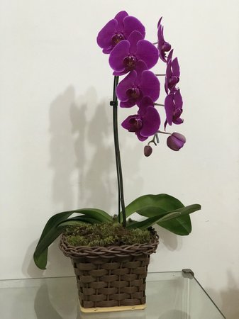 Posso plantar orquídea em qualquer tipo de madeira? #orquidea #orquide