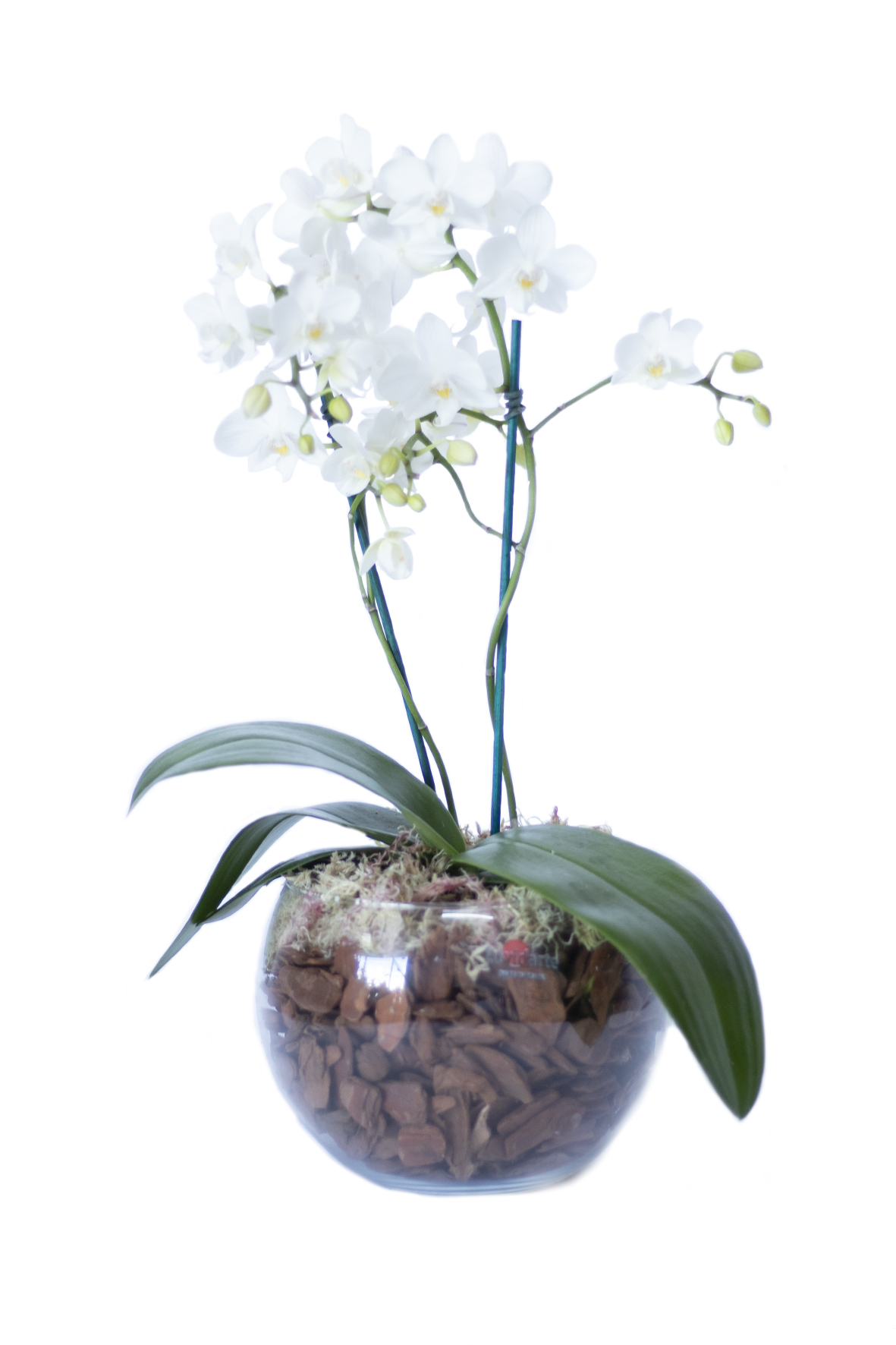 Qual a Melhor Madeira Para Plantar Orquídeas | Flores - Cultura Mix