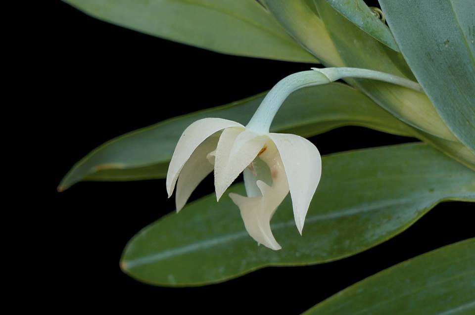 Tudo Sobre os Tipos de Orquídeas do Mato | Flores - Cultura Mix
