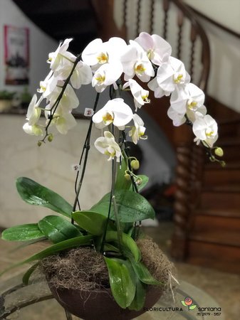 Orquídea Bambu Amarela | Flores - Cultura Mix