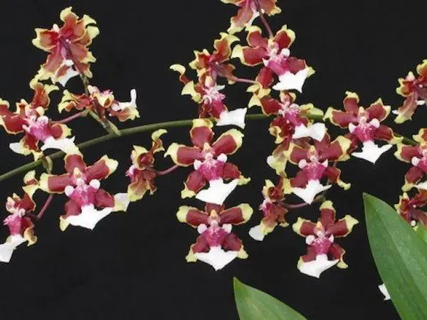 Como Plantar Orquídeas Chocolate na Terra | Flores - Cultura Mix