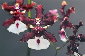 Como Plantar Orquídeas Chocolate na Terra | Flores - Cultura Mix