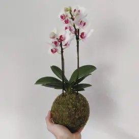 Orquídea na Kokedama