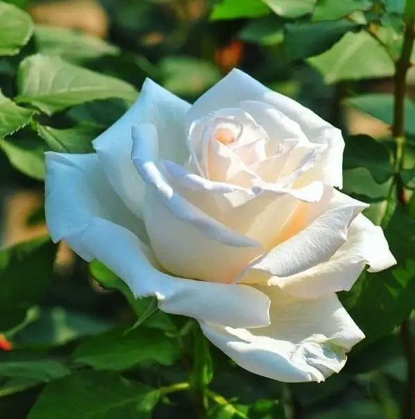 Rosa Branca