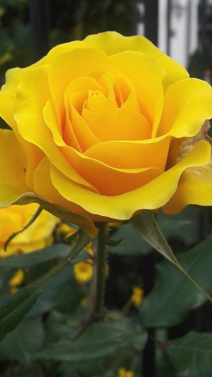 Rosas Amarelas 