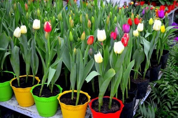 Cuidados com a Tulipa