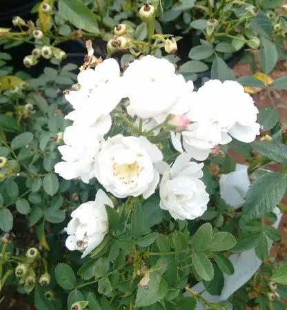 Flores Brancas 