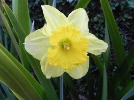 Flor de Narciso