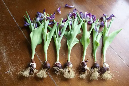 Bulbos de Tulipa 