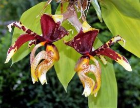 Orquídeas Stanhopea