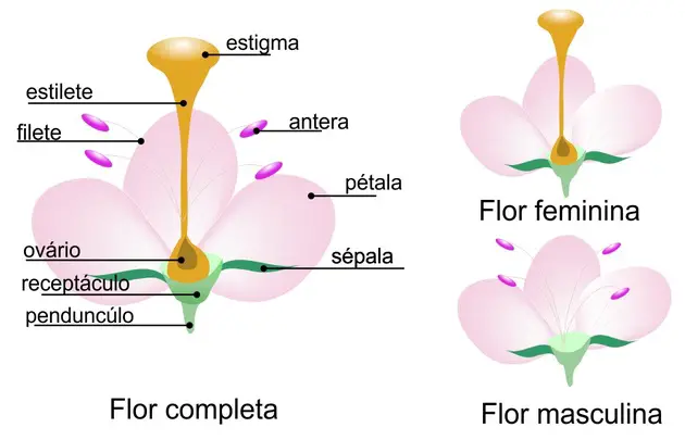 Estrutura das Flores 