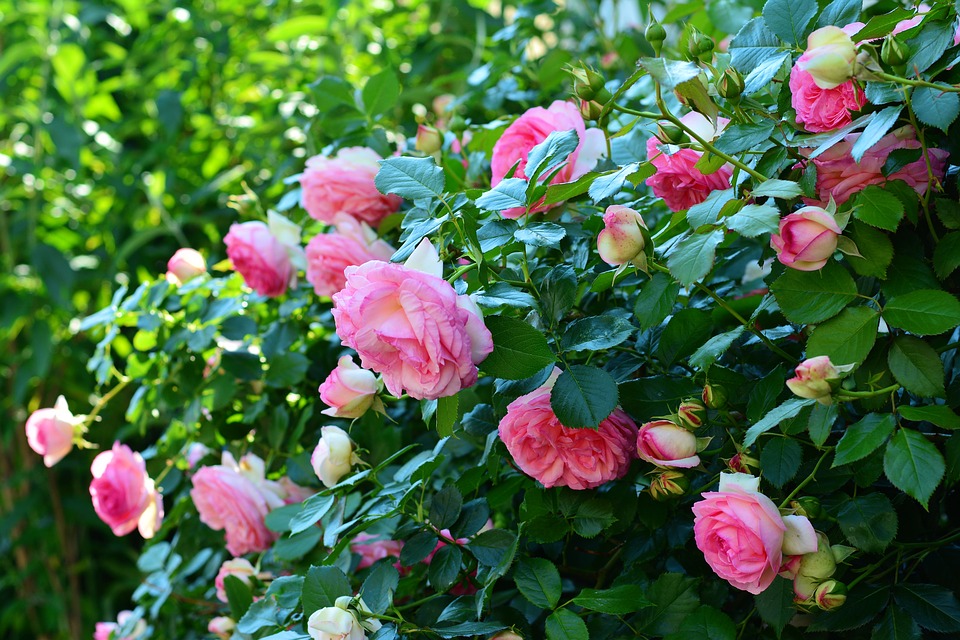 Roseira Rosa 