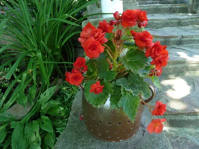 Begonia no Vaso 6 – Flores